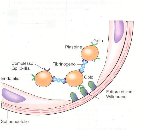 Due principali attività: Stabilizza e prolunga l emivita plasmatica del Fattore