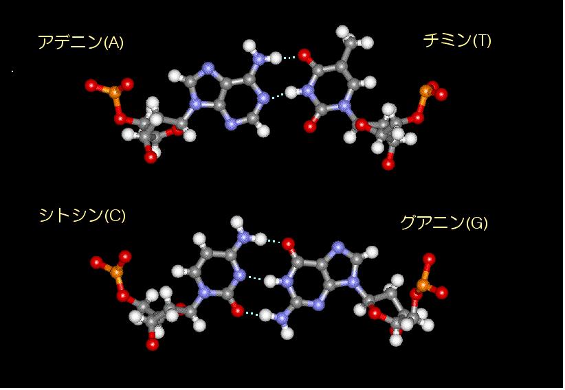 Legami ad Idrogeno in Acidi Nucleici Appaiamento delle