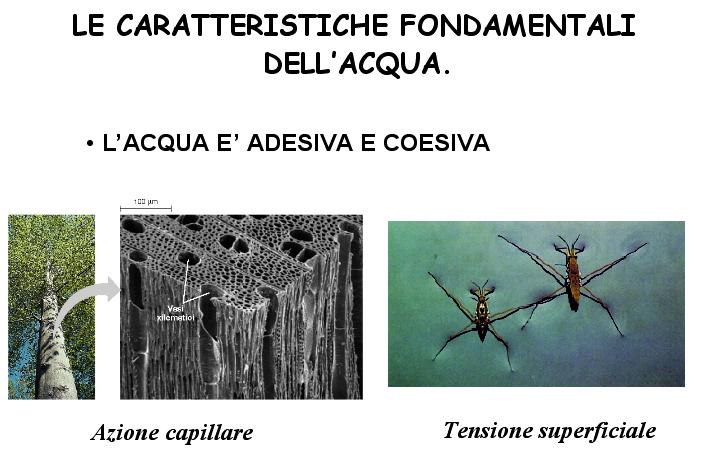 Legami idrogeno dell acqua: mantenimento temperatura costante Aumento di temperatura Aumento energia di movimento: ENERGIA CINETICA Quando si fornisce