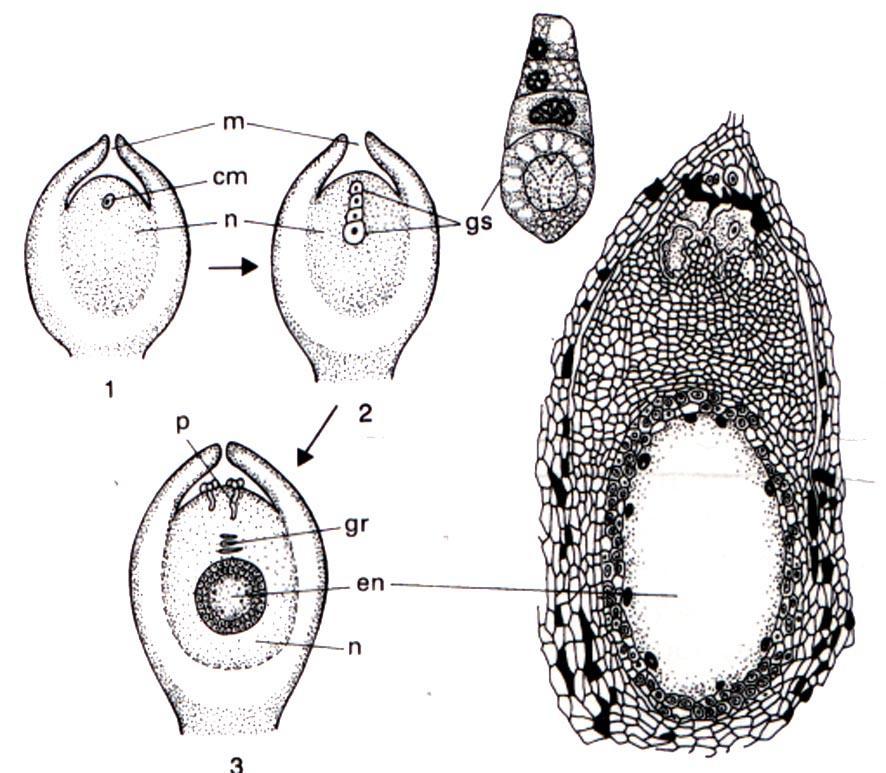 Cellula madre delle megaspore Megaspore Archegonio con