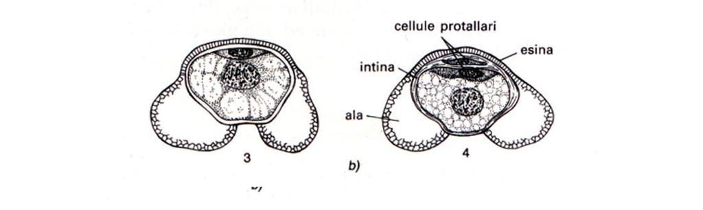 Cellula madre delle microspore (2n) meiosi 4 microspore (n) funzionali Ciascuna microspora va incontro a 2 mitosi e genera 4 cellule (tetracellulare): 2 protallari, 1 cellula generativa e 1