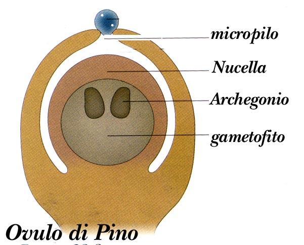Goccia di impollinazione Incompatibilità e stimolazione Cellula uovo (n) Spesso tegumento femminile (endosperma primario n) Produzione di semi.