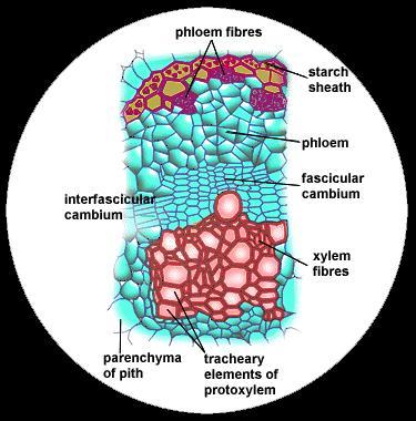 corteccia Fascio