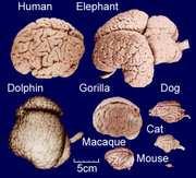 L'encefalo (encephalon, "dentro la testa"; in inglese brain) è quella componente del nevrasse completamente contenuta nella scatola cranica.