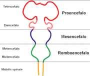 In questo periodo, le primitive cellule neuronali migrano dalla superficie interna del tubo neurale sino a quella esterna, formando lo strato del mantello: qui, esse si vanno ad addensare in una