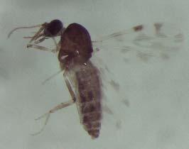 chiopterus (Olanda, Francia) SUBGENUS CULICOIDES: -