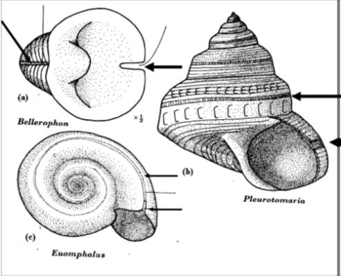 Conchiglia Il guscio dei gasteropodi, quasi sempre trocospirale allungato, è caratterizzato da un'estremità appuntita (apice) e da un'apertura in posizione opposta, da cui fuoriesce la massa