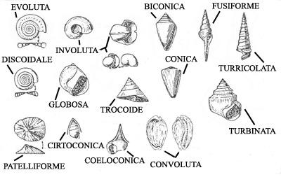 Conchiglia - morfologia La morfologia ed il tipo di avvolgimento possono essere variabilissimi e di solito prendono il nome dal genere più caratteristico.