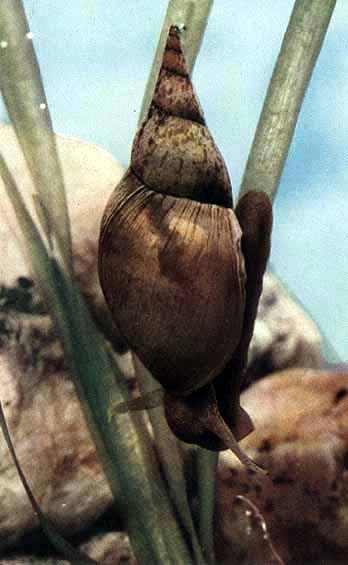 Modo di vita I Gastropoda sono animali marini, d'acqua dolce e terrestri.