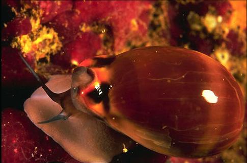 acque basse e tranquille. Tra i rappresentanti pelagici (Pteropoda) vi sono nuotatori attivi e planctonici passivi.