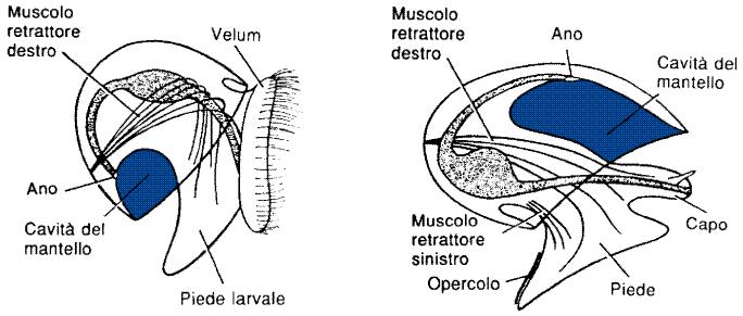 Il fenomeno della torsione Consiste nella rotazione della parte posteriore della cavità