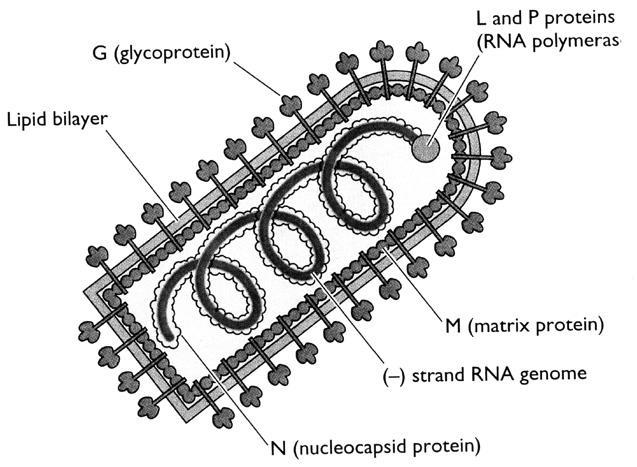 Generalmente presente nei virus a simmetria elicoidale (Orthomyxovirus, Rhabdovirus) e nei virus batterici (fagi); occasionalmente