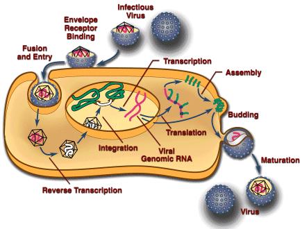 Replicazione virale 1. Adsorbimento (attacco): adesione del virus alla superficie cellulare mediata da recettore 2. Penetrazione: fusione, endocitosi o traslocazione 3.