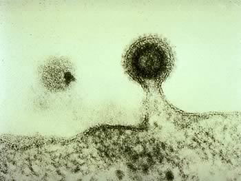 neoprodotti. I virus con envelope si liberano dalla cellula con un processo chiamato gemmazione.