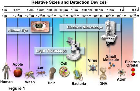 (Paramyxovirus) Ad eccezione dei Poxvirus, tutti i virus hanno dimensioni tali da non