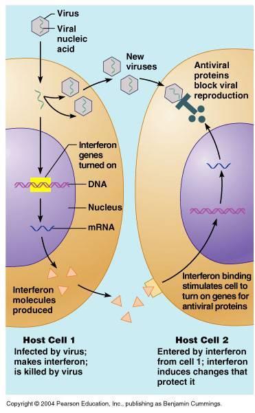 Interferon Meccanismo di azione Gli interferoni vengono prodotti da linfociti B ( ), cellule fibro-epiteliali ( ) e linfociti T ( ), per presenza di cellule estranee ( ), acidi nucleici estranei ( )