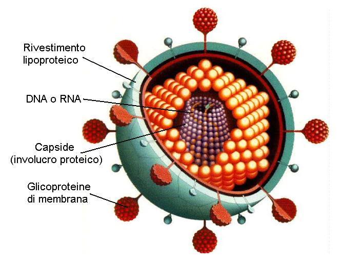 Càpside (core) Involucro proteico che circonda il genoma virale all interno del càpside il genoma è in contatto con proteine regolatrici le fasi iniziali del processo replicativo Funzioni: protegge