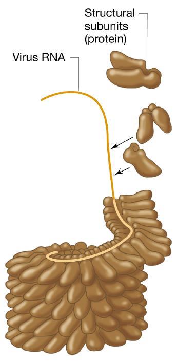 Capsìde a simmetria elicoidale A forma simil-cilindrica, è costituito da un numero variabile di copie dello stesso capsomero (unità chimica) avvolte a spirale