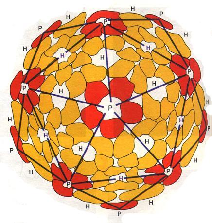 Càpside a simmetria icosaedrica Costituito da due tipi di capsomero (pentone, esone =