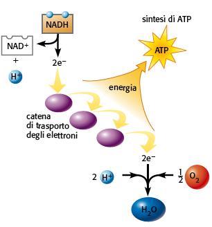 11. Il trasporto degli elettroni e la fosforilazione ossidativa convertono in ATP l energia contenuta nel NADH e nel FADH 2 La catena di trasporto