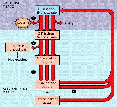 Nella via del pentosio fosfato il G6P viene ossidato e decarbossilato per produrre due molecole di NADPH, CO2 e Ru5P.