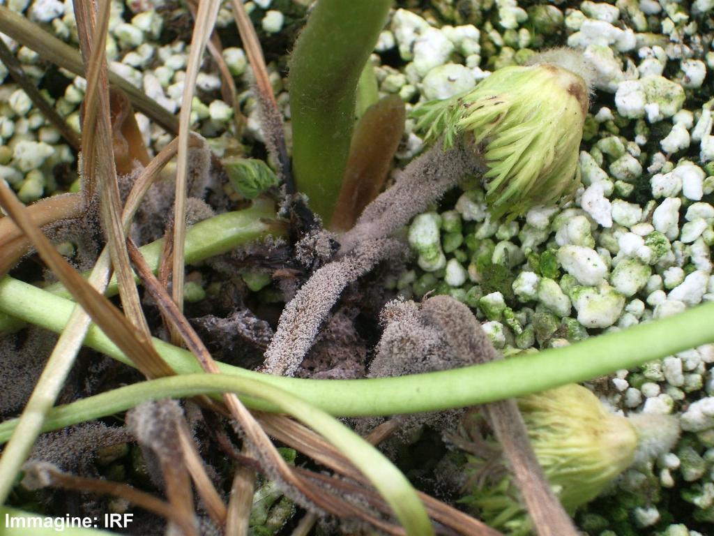 Botrytis cinerea muffa grigia) Su piccioli e peduncoli si sviluppano marciumi molli, che in condizioni di alta umidità si ricoprono della c Attivare tutte quelle