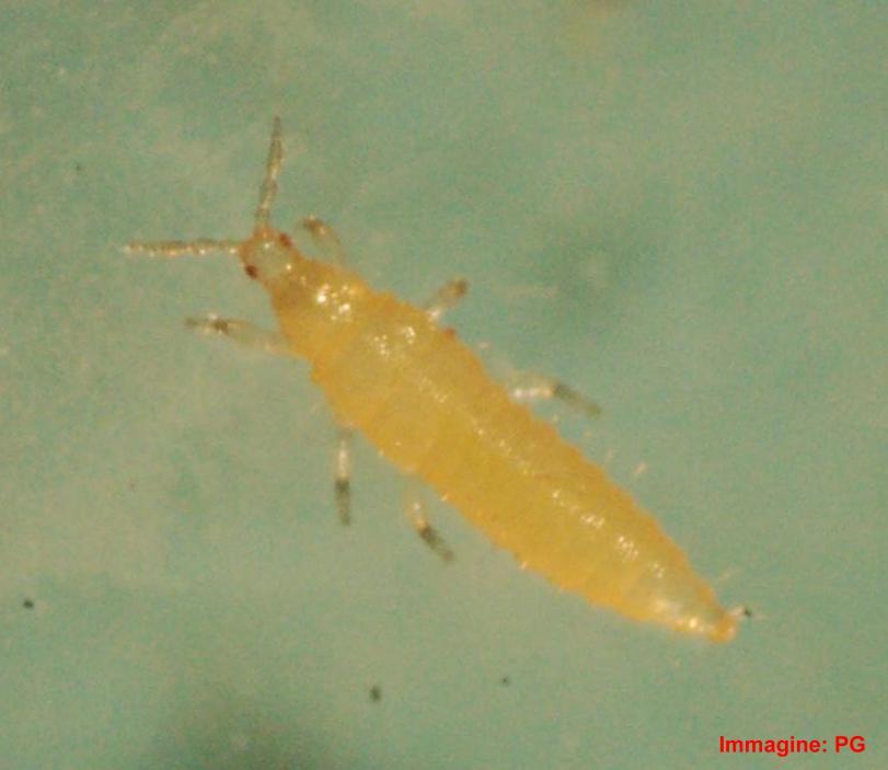 tripide) Si tratta di insetti microscopici, difficilmente individuabili ad occhio nudo.