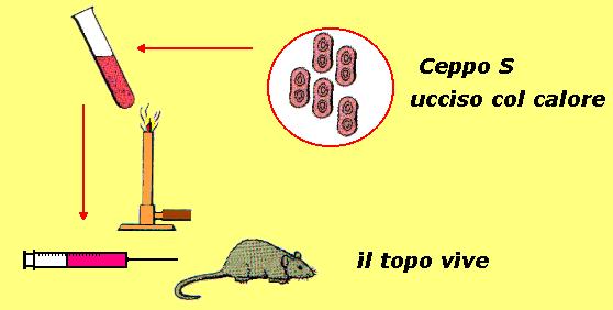 esperimenti di infezione sperimentale con pneumococchi di topi da laboratorio (A).