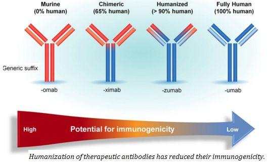 Figura 5: L umanizzazione degli anticorpi terapeutici ha ridotto la loro immunogenicità.
