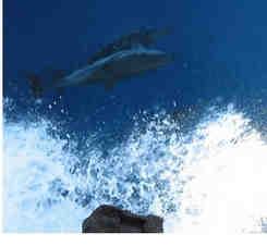 Gli avvistamenti nell area dell Arcipelago Toscano Le osservazioni di cetacei in mare registrate dall'area Mare di ARPAT provengono anche da segnalazioni di appassionati del mare e della navigazione,