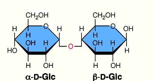 costituito da una molecola di -D-Glucosio e da una molecola di -D-Glucosio