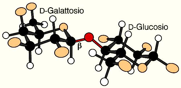 molecola di -D-Galattosio e da una molecola di -D-Glucosio unite