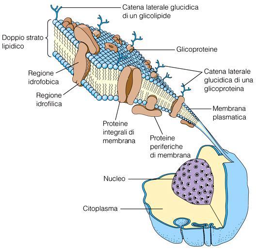 Modello a mosaico fluido della struttura della membrana Glicolipide Glicoproteine Glicoproteine e glicolipidi possono
