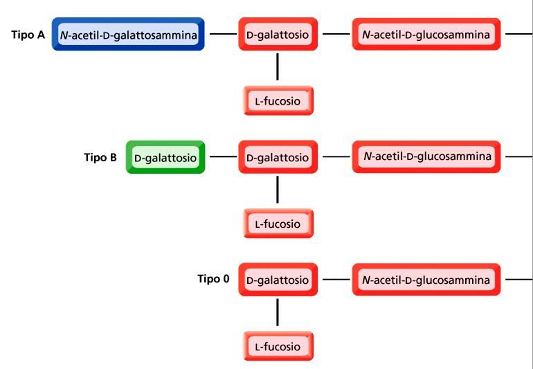 GRUPPO SANGUIGNO (A, B, AB, 0) E determinato dalla natura degli zuccheri legati