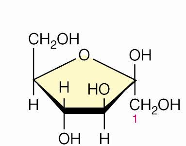 Il D-Fruttosio (chetoesoso) ciclizza formando un pentagono (forma furanosica).