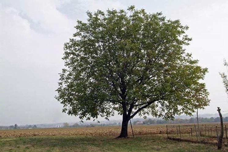 permanente, presenza di copertura vegetale durante tutto l anno (su superfici ritirate dalla produzione), divieto di eliminazione dei