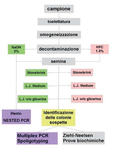 Al fine di aumentare le probabilità di isolamento di micobatteri a lenta crescita, l esame batteriologico si considerava concluso a 90 giorni dalla semina.