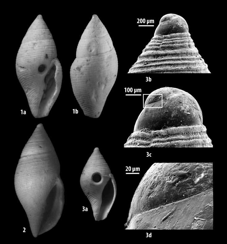 Figg. 1-3. Mitromorpha scarponii n. sp. 1 a-b. Olotipo: N 0150MCSNF. 1 a, veduta frontale; 1 b veduta dorsale. 2. Paratipo: N 0150aMCSNF.