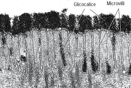 AL DI FUORI DELLA CELLULA: GLICOCALICE MATRICE EXTRACELLULARE LE ALTRE CELLULE A immediato contatto con la membrana plasmatica troviamo il GLICOCALICE: l insieme delle componenti