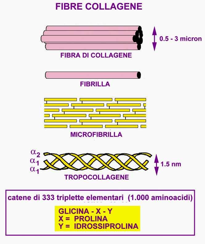 La loro bocca aveva un odore fetido e le loro gengive divennero così putrefatte da