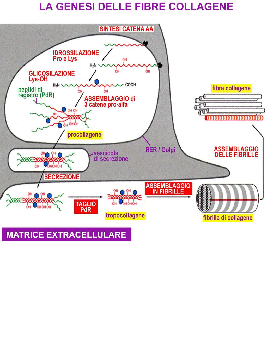 Tra una serie e quella parallela è presente uno sfalsamento di circa 70 nm