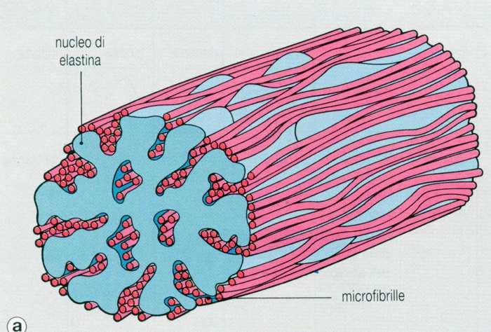 NELLA FIBRA ELASTICA UN NUCLEO DI ELASTINA E