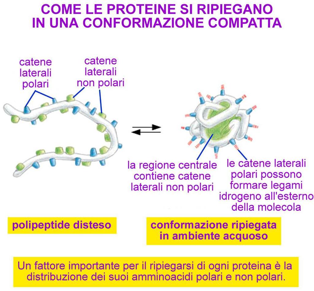 covalenti che uniscono le molecole e tratti non