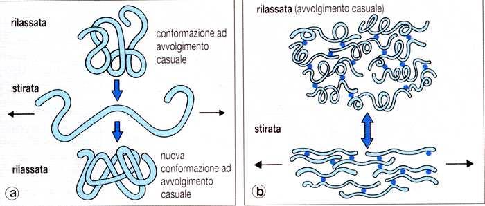 FIBRE ELASTICHE LA DISTENSIONE DELLA ELASTINA LE DIVERSE MOLECOLE FILAMENTOSE SONO UNITE DA