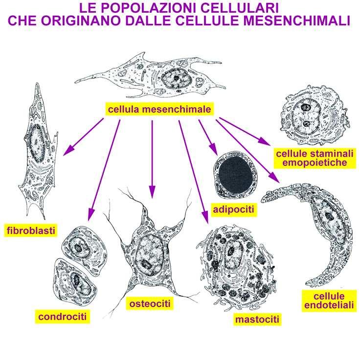 Nel connettivo troviamo Fibroblasti