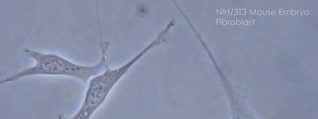 Mastociti Cellule di derivazione