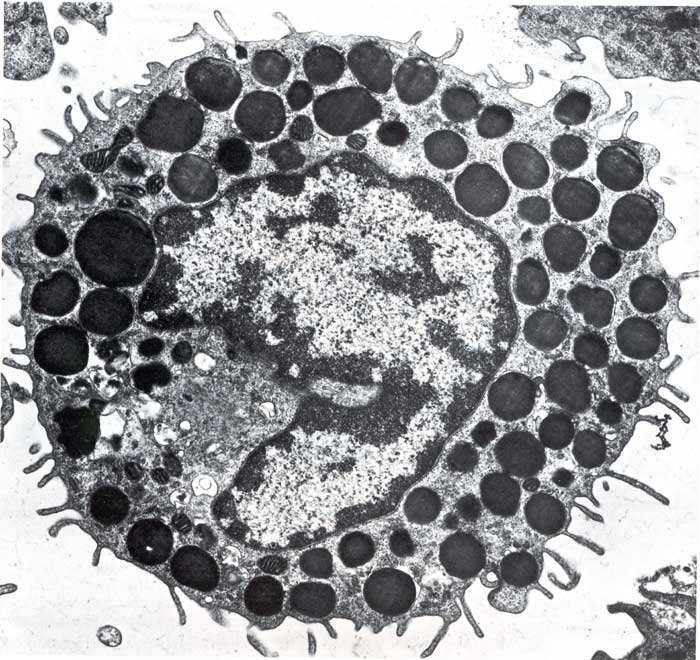 Immagine di un MASTOCITO al microscopio elettronico.