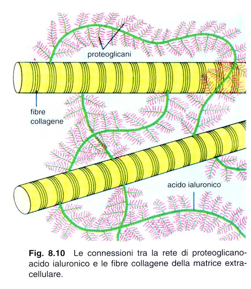 I complessi di proteoglicano acido ialuronico si connettono alle fibre collagene creando una rete complessa, cui a loro volta possono legarsi le cellule Le cellule si ancorano alla matrice