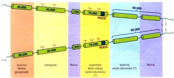 LEGAME A EPARINA FIBRINA LEGAME A FIBRINA LEGAME A CELLULE LEGAME A