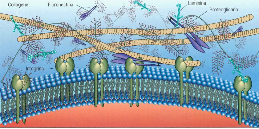 La fibronectina, collegando proteoglicani, fibre e cellule, regola le posizioni delle